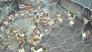 Viva & Sky News Happy Eggs Farms Exposed
