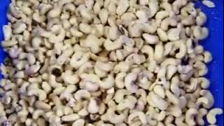 color sorting machine for cashew nut kernel