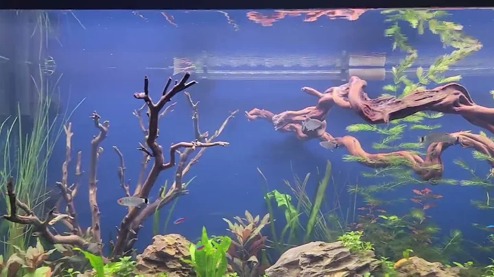90 Gallon aquarium with Fish