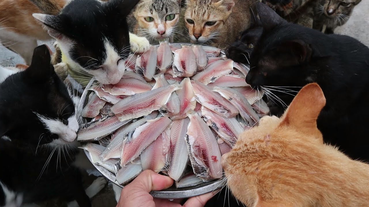 Cats Eating Fish Feeding Raw Fish Kitten Eating Raw Fish Feeding Cats Eating Fish Feeding Raw Fish Kitten Eating Raw Fish Feeding