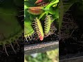 CARNIVOROUS PLANTS drosera EATING