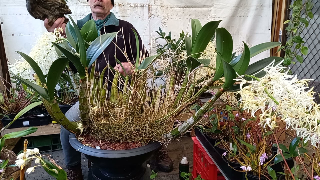 Removing Dendrobium speciosum Orchid Flower Spikes when and why?