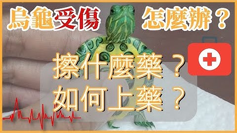 烏龜受傷了怎麼辦？😨烏龜受傷擦什麼藥？ |【雙Q烏龜成長日記】 - 天天要聞
