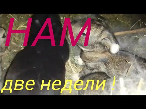 Разведение и содержание