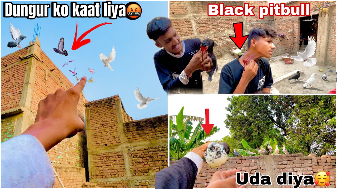 Dungur ko black ( aggressive 🤬 pitbull) ne kaat liya🤬 ! New pigeon ko ajad kr diya🕊️ #petsvlogindia