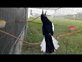Hót Đấu Kích Trống Căng Lửa || Luyện Giọng Chòe Than || Kacer