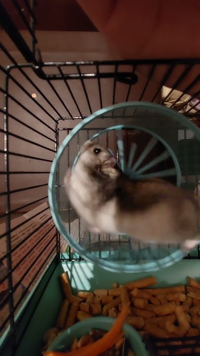 хомка 🐹 # хомяк - YouTube