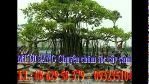 :0932351048.]] dịch vụ chăm sóc cây cảnh tại nhà  quận hóc môn.tphcm