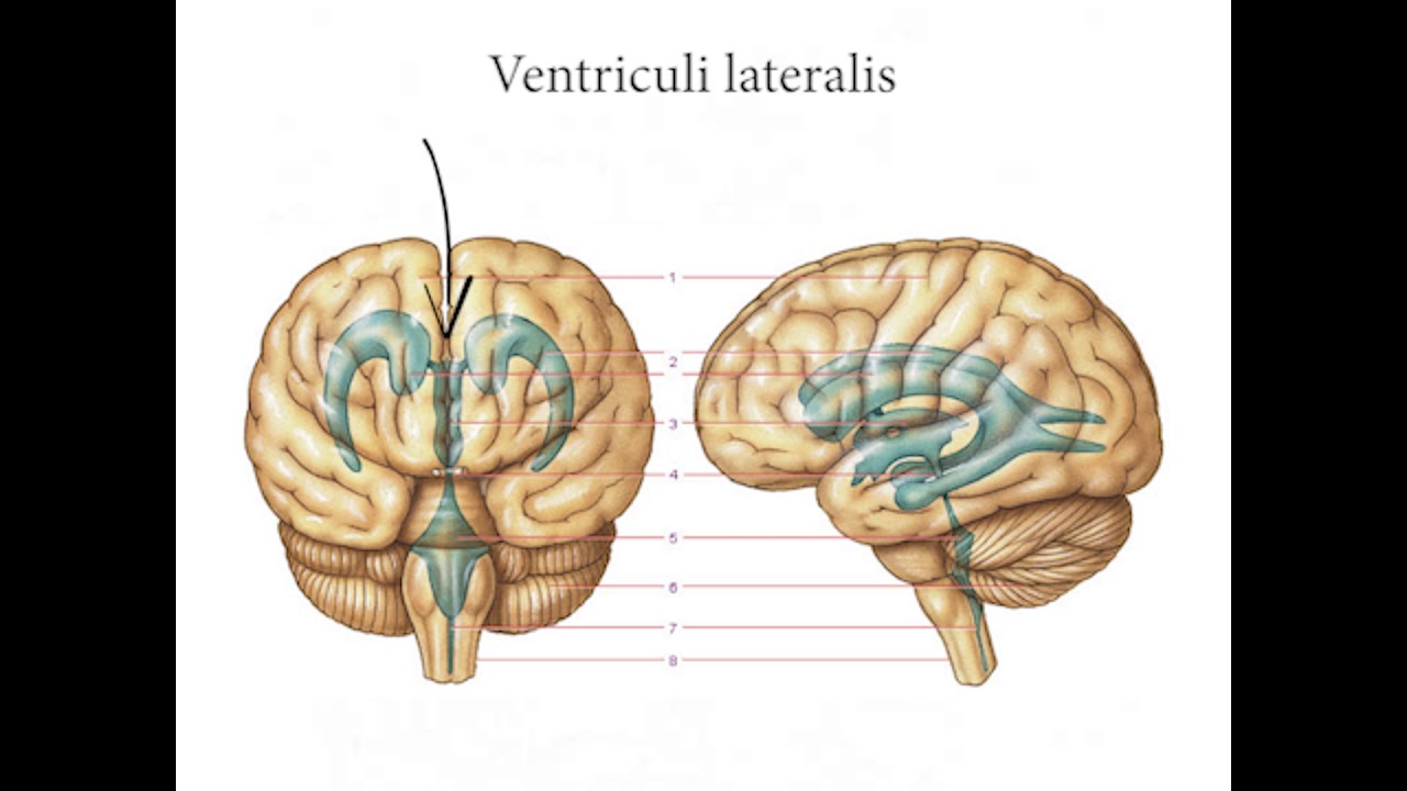 Головной мозг 4 класс. Схема желудочков мозга человека. Боковые 3 желудочки мозга. Боковые желудочки мозга на препарате. Желудочки головного мозга в разрезе.