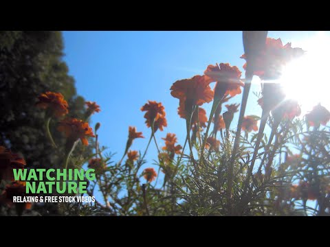 Marigolds at the end of the season | Nature Watching | Plants: Flowers | Free stock video footage