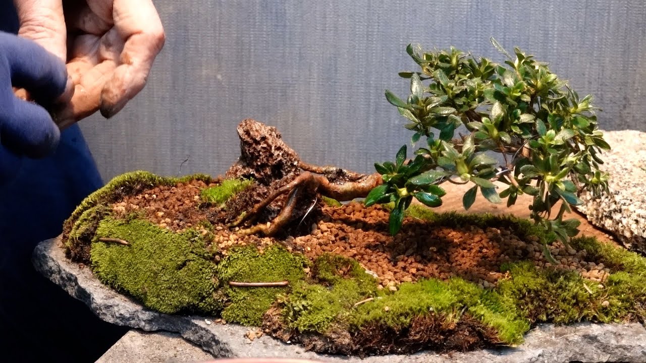 ミヤマキリシマツツジを平たい石に植える