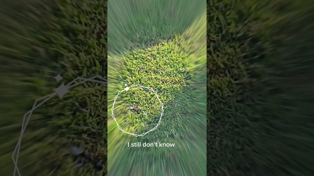 what is this double winged insect? 🦟