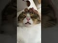 モミモミをやめるとクチャクチャ言う猫#shorts