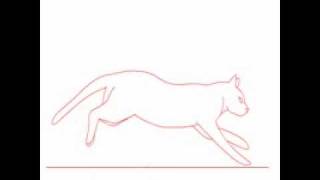 Cat Run Cycle