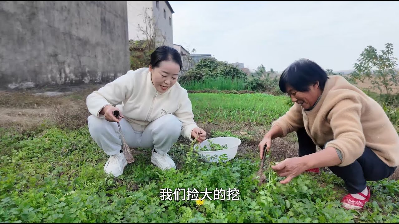 香菜种的太多了，婆媳挖一盆香菜，做香菜大肉饺子，太够味了吧，很好吃