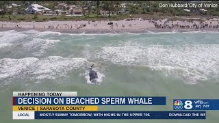 Officials to decide what to do with beached whale off Venice coast