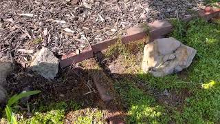 Part-sun herb garden bed
