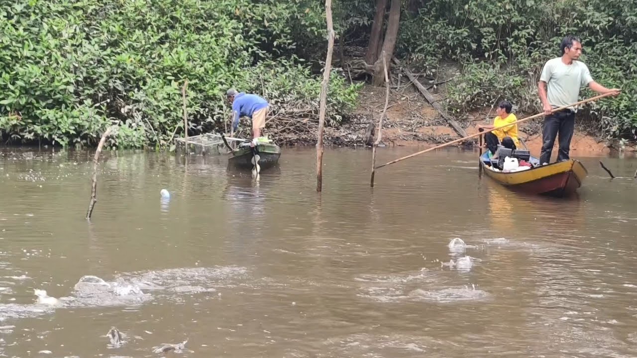 TERLIHAT KAWAN IKAN MEMASUKI SUNGAI KECIL DAN MEN CEK LANGIT LANGIT IKAN BIAWAN