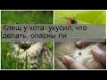 Клещ у кота: укусил, что делать, опасны ли