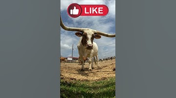 Why Animals horns kill them?  #species #facts #animals #wildlife