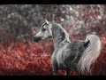 Airplane pt.2 || Arabian Horse Music Video