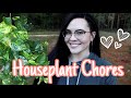 HOUSE PLANT CHORES