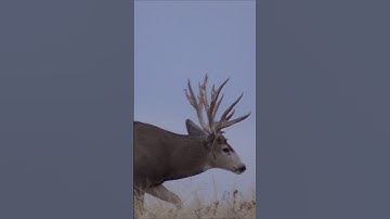 Hunting mule deer in October.