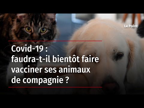 Vidéo: À quelle fréquence pour un vaccin contre le coronavirus pour chien?