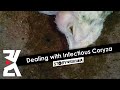 Dealing with Infectious Coryza (Swelling of Chicken Face Disease)