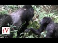 Silverback Mountain Gorilla Mating with Female - Bwindi Impenetrable Forest, Uganda (Nkuringo)