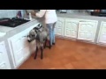 Donkey Pet / Burro Mascota