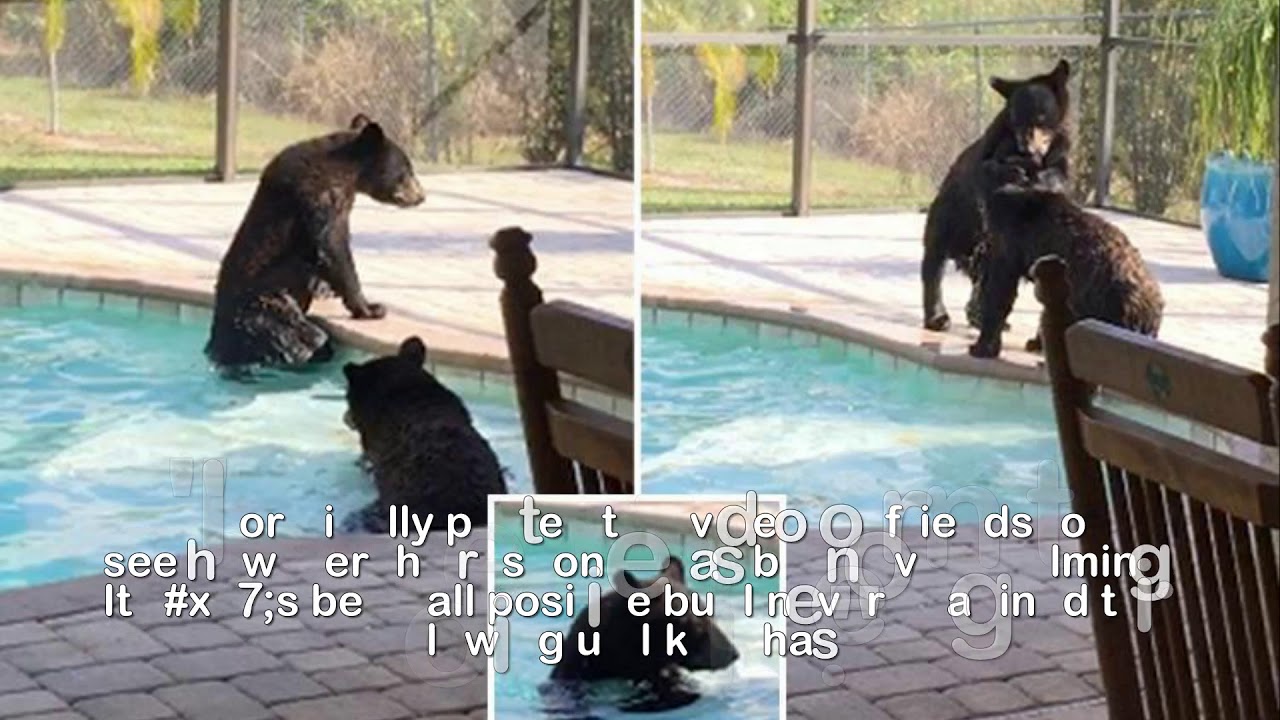 Moment two BEAR CUBS play in Florida family’s swimming pool after ...