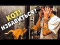 ЧТО С КОТОМ? КАК ИЗБАВИТЬСЯ...?