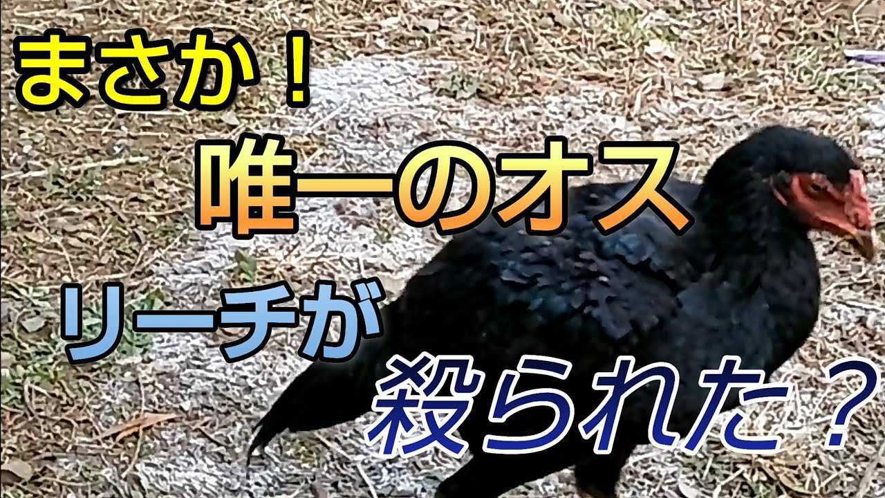 軍鶏＆烏骨鶏飼育 唯一のオスが殺られた⁉️ - YouTube
