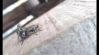 vidio mesum pelajar #shorts