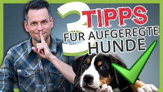 AUFGEREGTER HUND: 3 Tipps wie du deinen Hund zur RUHE bekommst