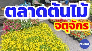 ตลาดต้นไม้ จตุจักร​ | Chatuchak​ Flower​ Market​ ทุกวันอังคาร​ พุธ พฤหัสบดี​ | ซอนอ