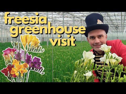 Frisian Flower
