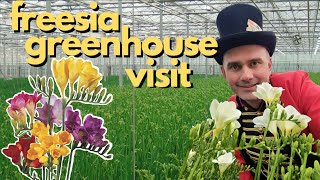 John visits Freesia greenhouse in the Netherlands 🌺 | Flower Circus Walks | Flower fields
