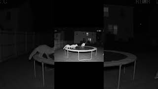 Family Of Foxes Jump On Backyard Trampoline At Night Stunning Cctv Footage