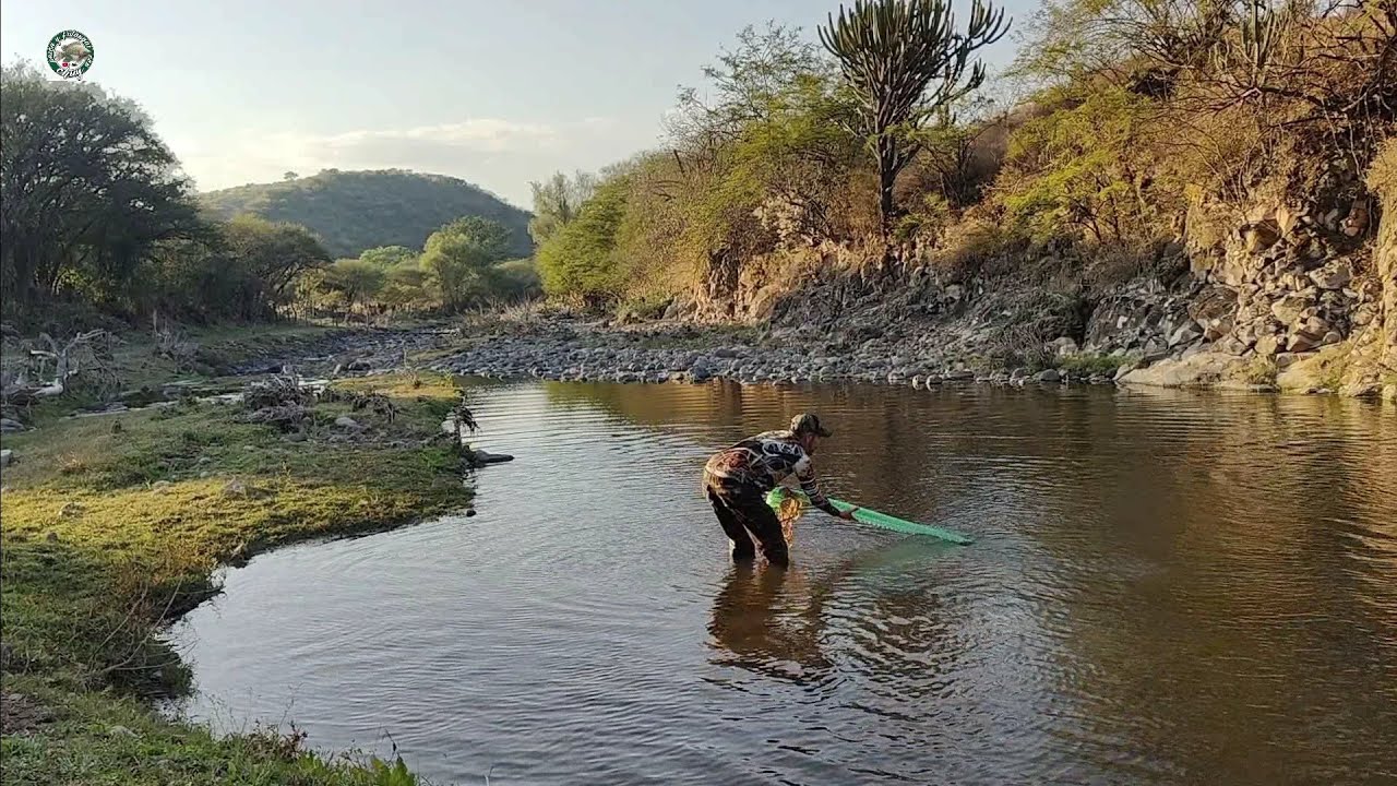 Un riachuelo plagado de  tilapias y carpas en los charcos de aguas cristalinas