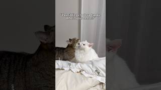 What sibling love actually looks like 💀 #shorts #cat #funny