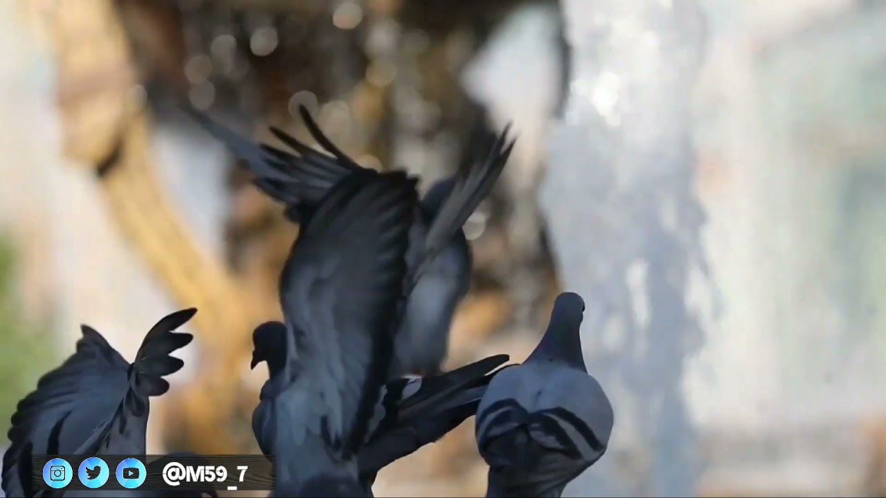 صلي يا عالم الذر | السيد احمد ظافر الألوسي |