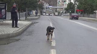 Gümüşhanede Başıboş Köpekler Korkutuyor
