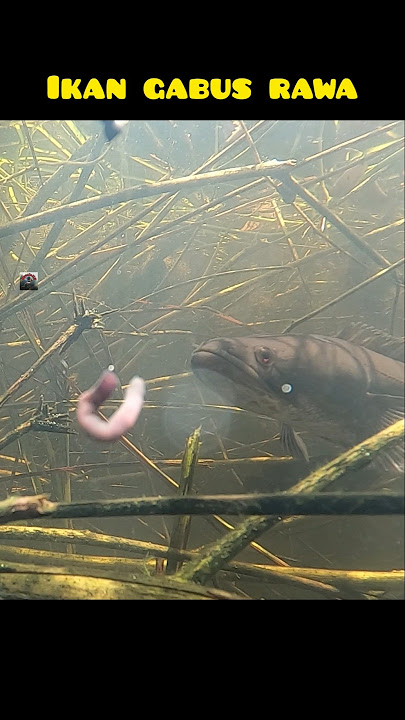 ikan gabus mendekati umpan ketika mancing dirawa #ikangabus #mancing #rawa #fishing #underwater