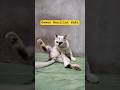 Gemoy Jilat Kaki #cat #viral #shorts