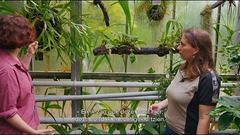 Klimaatles in de Hortus - Tropen - De strijd om licht