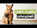 نگهداری از خرگوش چه کار کنیم خرگوش 14 سال عمر کنه