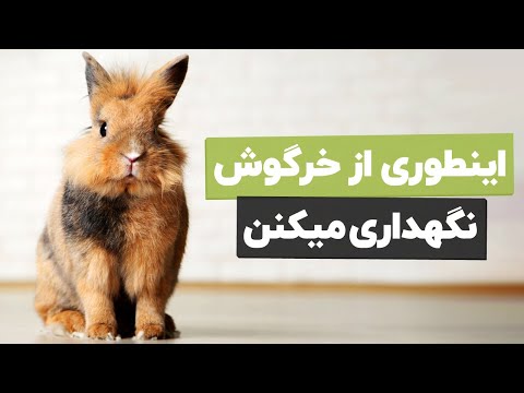 تصویری: چگونه قدم به قدم خرگوش را با مداد بکشیم