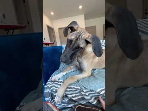 Great Dane Head Tilt Listening to Husky Cry